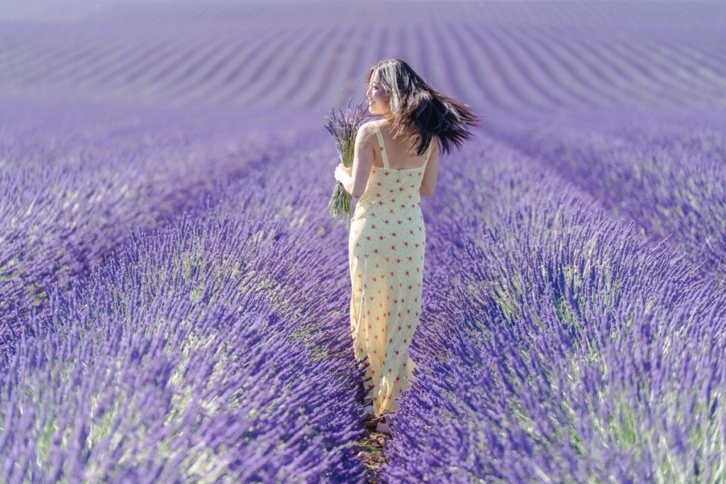 Lavender blooming at Valensole Eny Therese