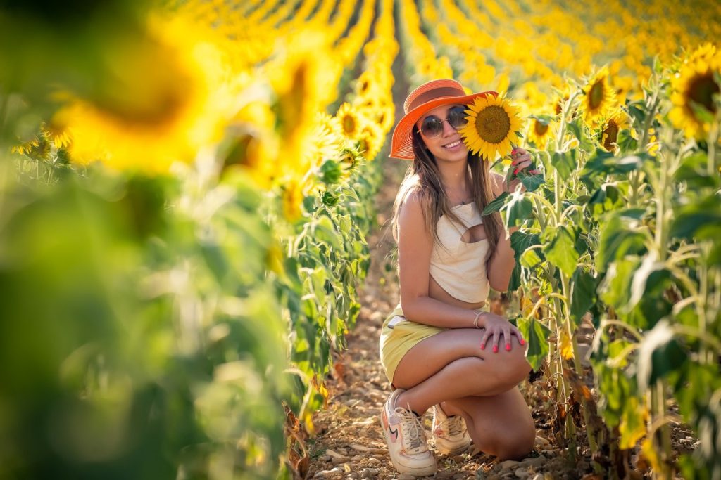 sunflowers blooming at Valensole Eny Therese