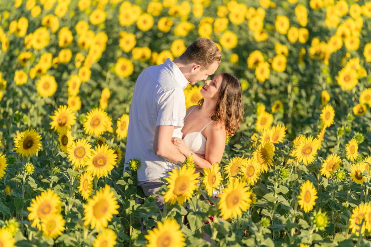 Prewedding in sunflower fields