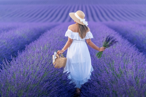 Lavender blooming at Valensole by Eny Therese
