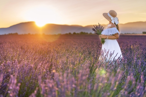 Sunrise at lavender field Valensole by Eny Therese