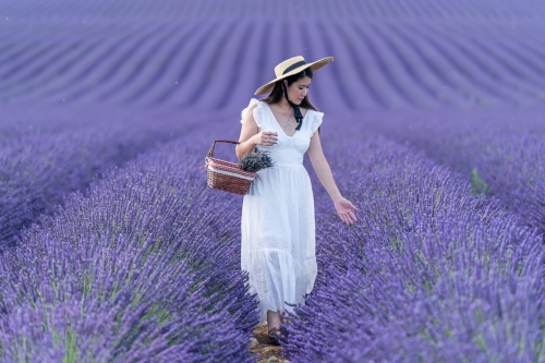Lavender blooming at Valensole Eny Therese