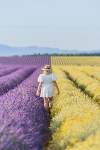 Lavender and immortelle blooming Valensole by Eny Therese
