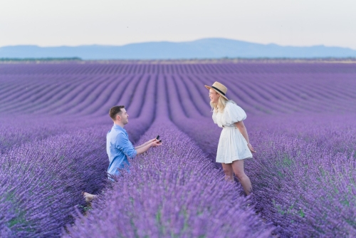 Proposal at Lavender blooming Valensole Eny Therese