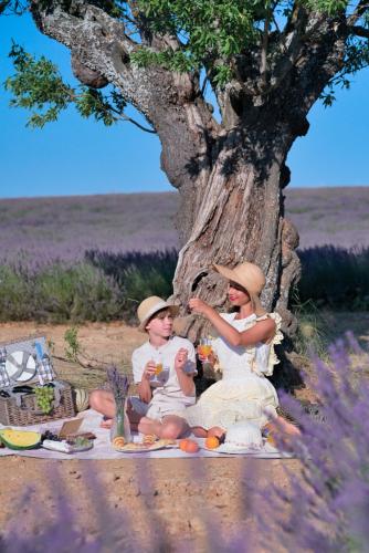 picnic under oliv tree at lavender field